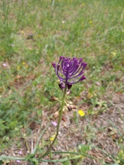 Muscari comosum