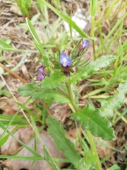 Anchusa arvensis