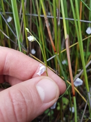 Utricularia livida