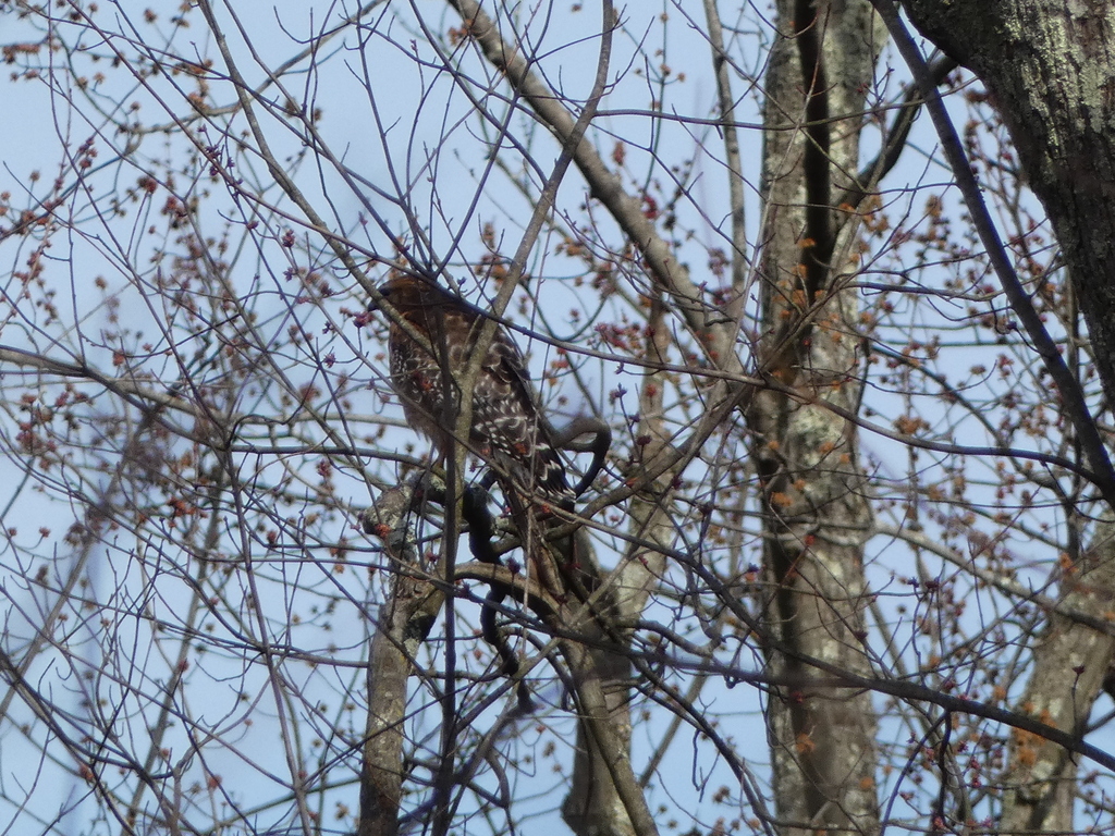 Redshouldered Hawk from Liberty Loop Trail, 169 Oil City Rd, Pine