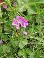Malva sylvestris