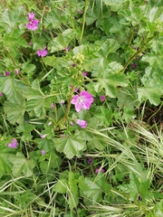 Malva sylvestris