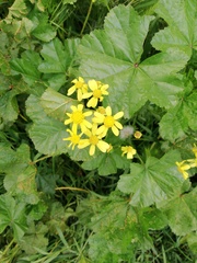 Senecio vernalis