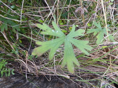 Geranium microphyllum