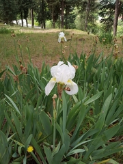 Iris albicans