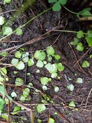 Utricularia livida