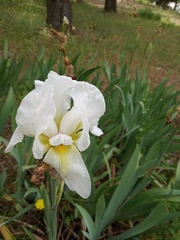 Iris albicans