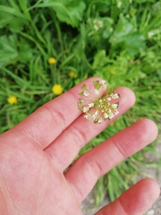 Capsella bursa-pastoris