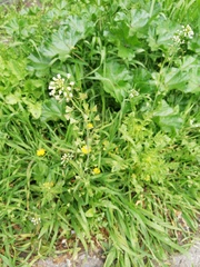 Capsella bursa-pastoris