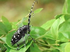 Anoplophora chinensis