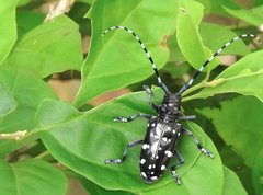 Anoplophora chinensis