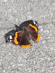 Vanessa atalanta