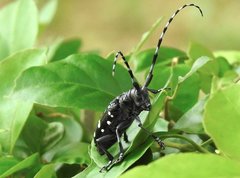 Anoplophora chinensis
