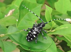 Anoplophora chinensis