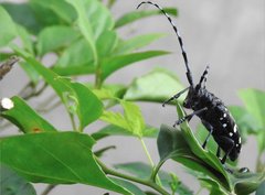 Anoplophora chinensis