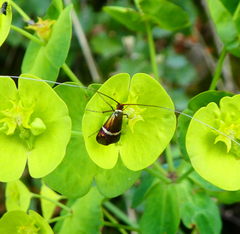 Adela australis