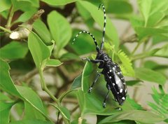 Anoplophora chinensis