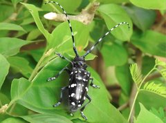 Anoplophora chinensis