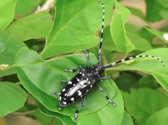 Anoplophora chinensis