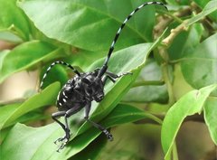 Anoplophora chinensis