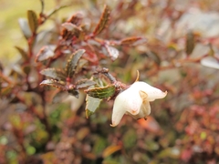 Gaultheria macrostigma