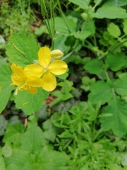 Chelidonium majus