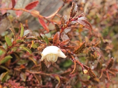 Gaultheria macrostigma