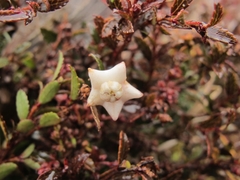 Gaultheria macrostigma