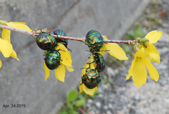 Poecilocoris splendidulus