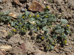 Phacelia monoensis