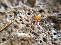 Arachnida