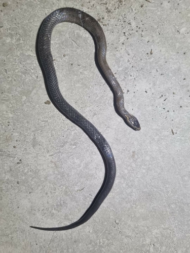 Golden-crowned Snake sighting