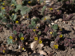 Phacelia monoensis