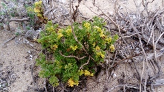 Artemisia campestris maritima