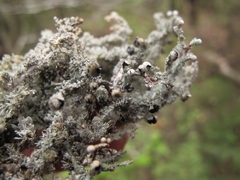 Sphaerophorus stereocauloides