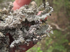 Sphaerophorus stereocauloides