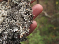Sphaerophorus stereocauloides