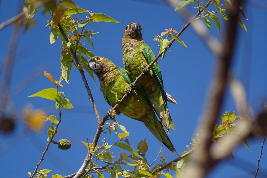 Brown-throated Parakeet