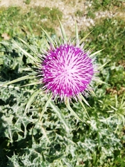 Silybum marianum