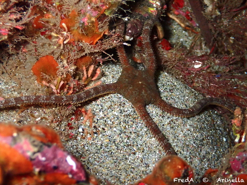 Brown Brittle Star, photo 4 of 10
