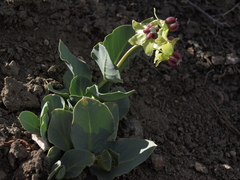 Asclepias cryptoceras davisii