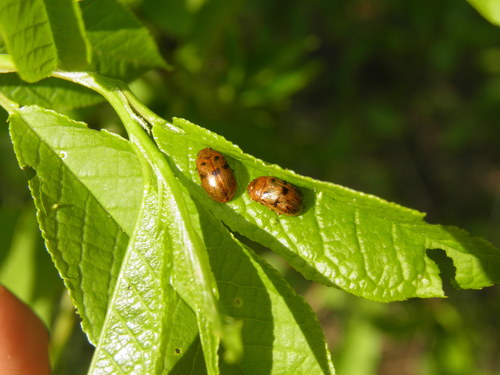Penkiataškis Dygblauzdis