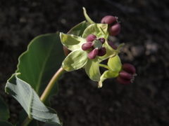 Asclepias cryptoceras davisii