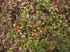 Coprosma depressa
