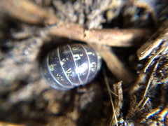 Armadillidium vulgare