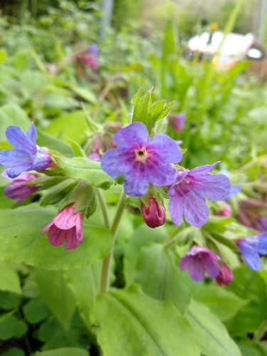 Pulmonaria hirta