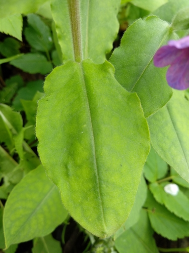 Pulmonaria hirta, photograph 1