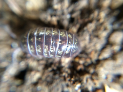 Armadillidium vulgare