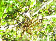 Korthalsella clavata