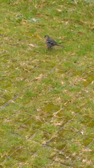 Fringilla coelebs moreletti